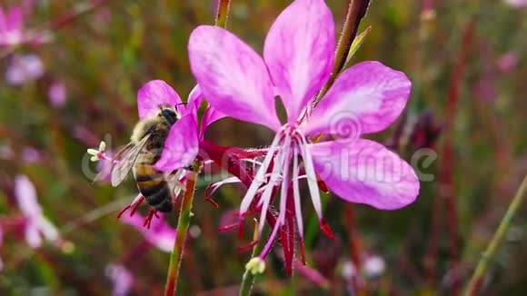 粉红高拉花蜜蜂慢动作视频的预览图