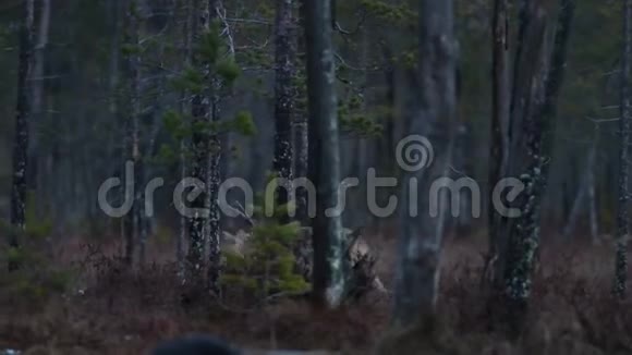 晚上在森林里狼欧亚狼又称灰狼或灰狼又称木材狼科学名称视频的预览图