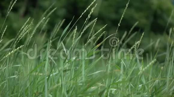 一个夏天风在一片模糊的灌木丛中慢慢地移动着绿色的草药慢动作全高清视频240fps视频的预览图
