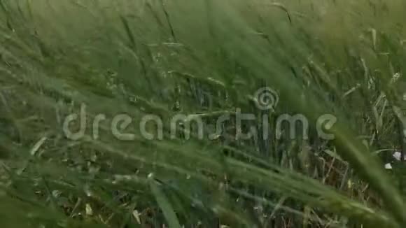 全景垂直移动在田野上方自然成熟的绿色作物的耳朵在一个夏天慢动作全高清视频视频的预览图
