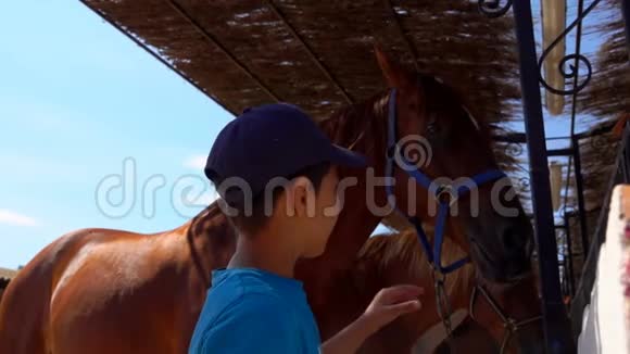 男孩抚摸着一匹棕色的马的脸视频的预览图