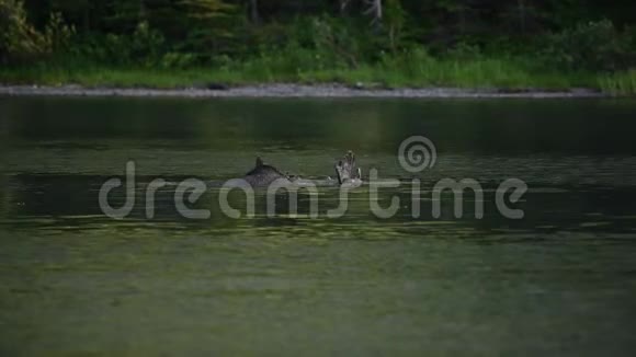驼鹿在山湖的水下环绕视频的预览图