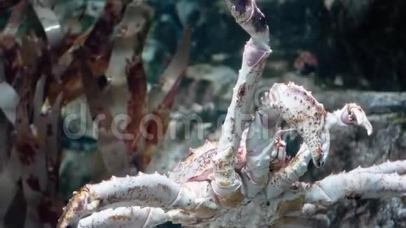 水族馆里巨大的红王蟹的特写镜头视频的预览图