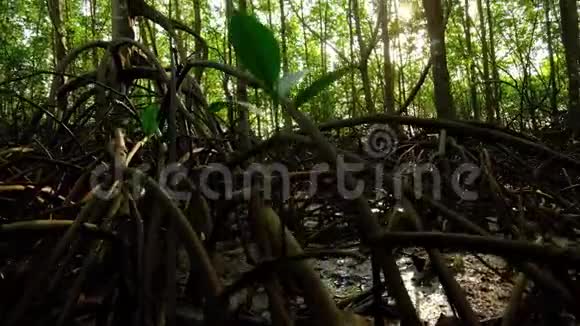 红树林和太阳光的底部景色视频的预览图