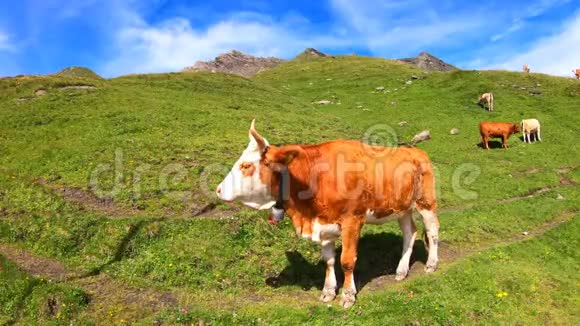 在瑞士巴沙尔湖附近的一个绿色牧场上吃草的棕牛夏季高山景观奶牛阿尔卑斯山视频的预览图