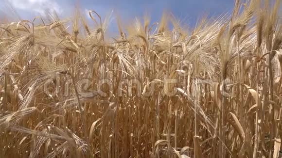 天然成熟的金色麦穗或黑麦在蓝天的背景下有机收获概念慢速运动全高清视频的预览图