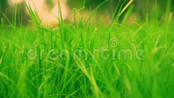 详细拍摄绿色草坪视频的预览图