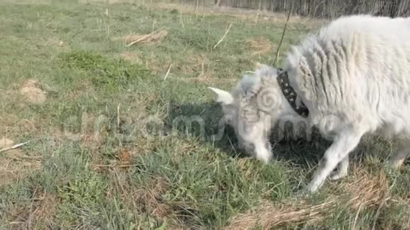 山羊在牧场上吃草视频的预览图