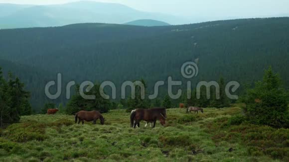 马和牛在山上的牧场上放牧杰塞尼基山脉PradAazA一个Ad视频的预览图
