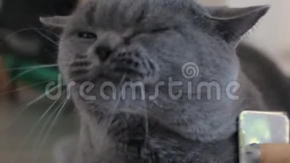 英国猫在家里梳洗AA苏格兰猫英国猫刷猫毛梳宏观向上视频的预览图