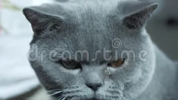 英国猫在家美容AA苏格兰英国猫刷猫毛梳宏观向上视频的预览图