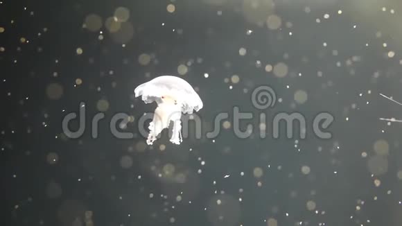 水母在黑色背景下缓慢移动的特写镜头视频的预览图