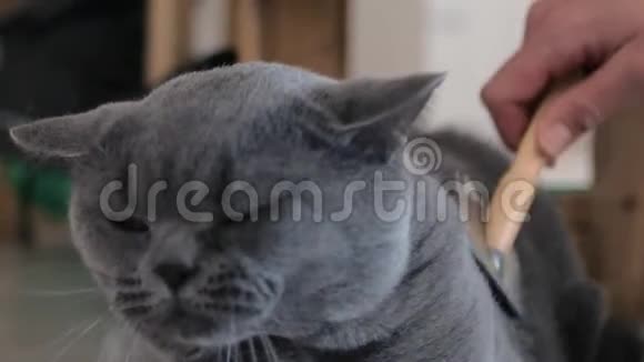 英国猫美容在家N苏格兰英国猫刷猫毛梳宏观向上视频的预览图
