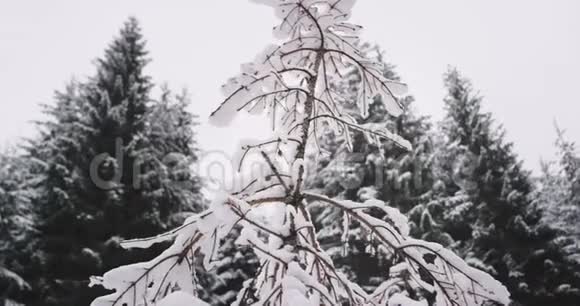 在雪林中间的特写细节一棵小圣诞树覆盖着所有的雪缓慢的动作视频的预览图