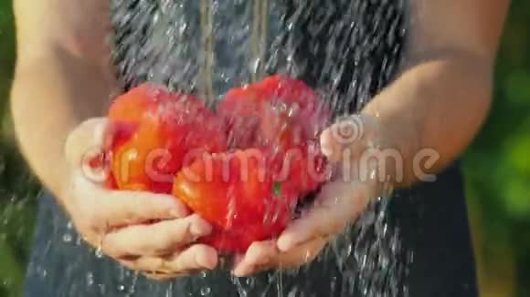 水喷流在农民手中的莴苣叶子上纯有机产品概念视频的预览图