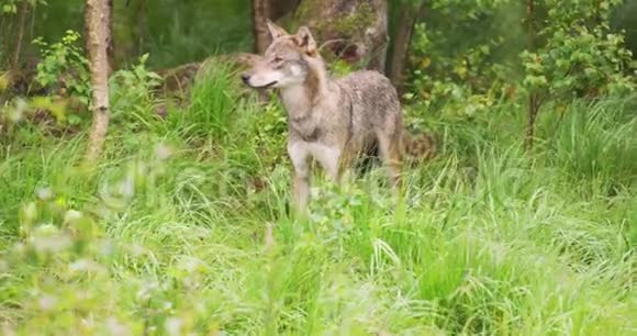 好奇的灰狼在茂密的夏林中寻找猎物视频的预览图