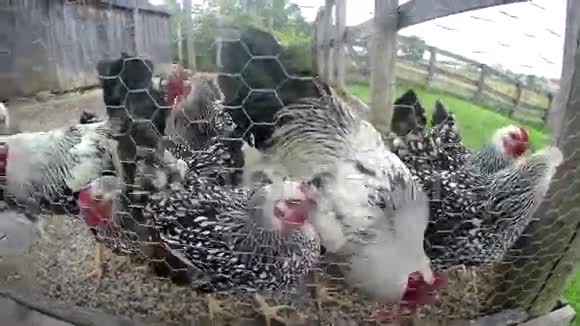 农场鸡鸡合作社家禽视频的预览图
