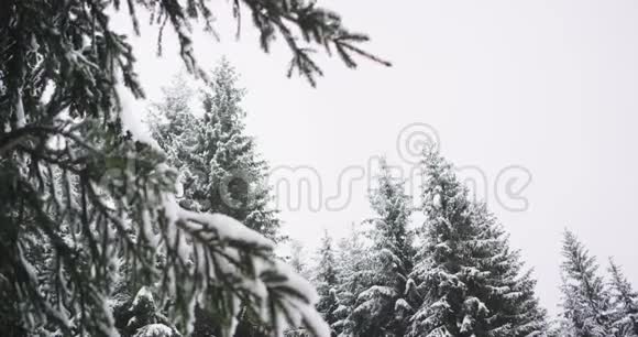 严冬在美丽的森林中许多圣诞树被白雪覆盖视频的预览图