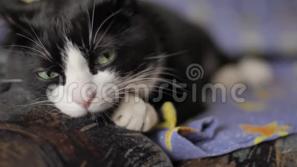 黑白猫正在沙发上休息懒洋洋地用绿色的眼睛看着镜头慢慢地睡着了宠物视频的预览图