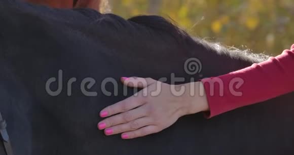 极端特写女性白种人手抚黑马在阳光明媚的秋天森林青少年马术支出视频的预览图