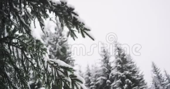 在一个寒冷的冬天里美丽的细节充满了白雪皑皑的圣诞树特写树枝摇雪视频的预览图