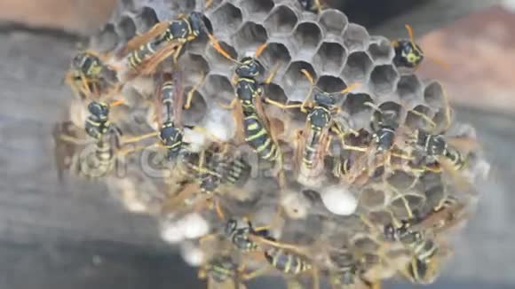 窝里的黄蜂视频的预览图