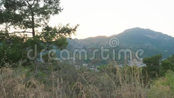 阳光背景下的青山青山景观草地上的松树日落时分的山景视频的预览图