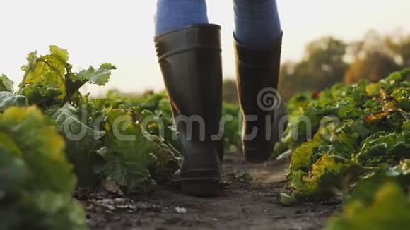 穿着橡胶靴的农夫在田里的一排排甜菜间行走视频的预览图