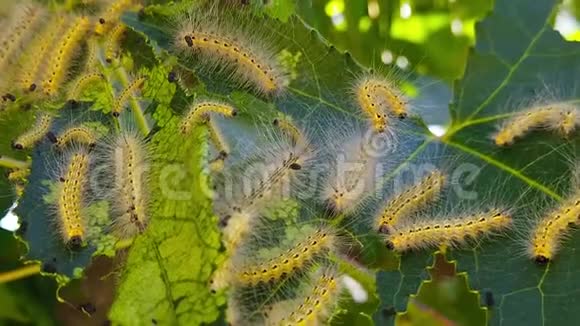 新生枫叶上的落网虫毛毛虫01慢动作视频的预览图