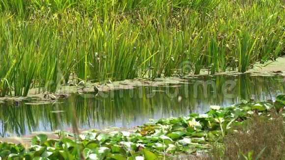 夏季景观有湖泊特色景观池塘反映草从轻风移动周围环绕视频的预览图