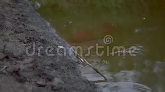 青蛙害怕了跳进绿色的沼泽里动态框架视频的预览图