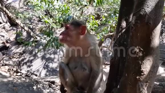 可爱的猴子坐在丛林树上吃一些水果晴天树枝的影子视频的预览图