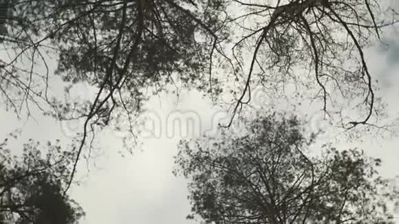 摄像机旋转在高大的树木下相机旋转360度同时仰望天空公园的松树景观视频的预览图