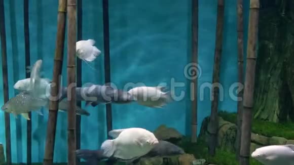 水族馆蓝色背景竹子白灰鱼游泳视频的预览图