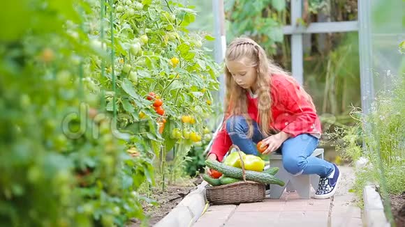 可爱的小女孩在温室里收集收获的黄瓜和西红柿手里拿着红番茄的小孩画像视频的预览图