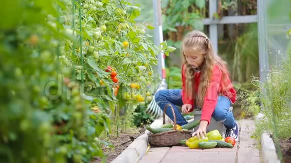 可爱的小女孩在温室里收集黄瓜百事和西红柿红番茄的小孩画像视频的预览图