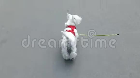 有趣的西兰白梗狗是在皮带从业主手中查看录像片段视频的预览图