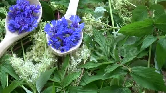 旋转美丽的医学和茶本草一个的矢车菊在木制勺子上的甜梅花背景视频的预览图