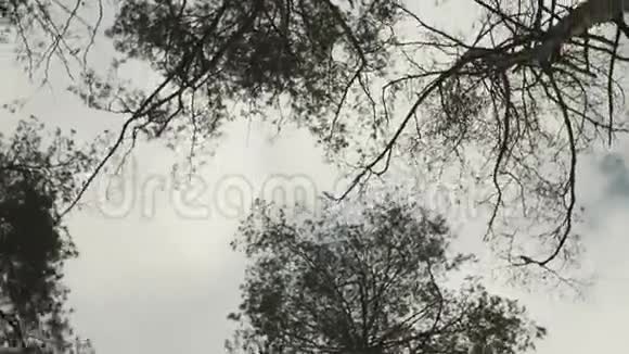 摄像机旋转在高大的树木下相机旋转360度同时仰望天空公园的松树景观视频的预览图