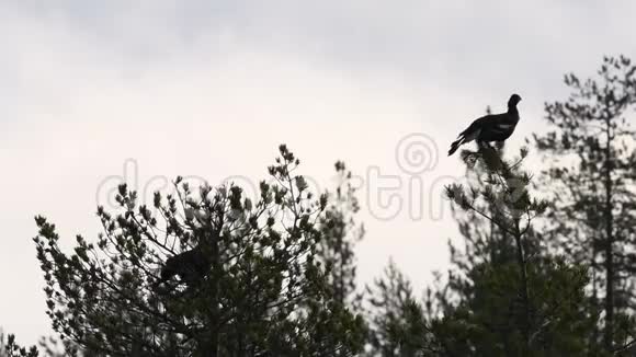 树枝上黑色的松鸡轮廓鸟儿从树上飞走了慢动作视频的预览图
