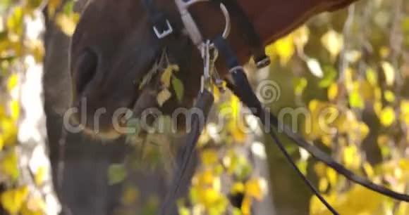 极致特写马嘴咀嚼树枝在阳光充足的秋天森林里吃黄叶的棕色动物视频的预览图