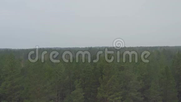 波罗的海国家河流附近山区的松绿色森林视频的预览图