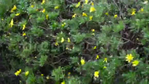 黄色雏菊有风视频的预览图
