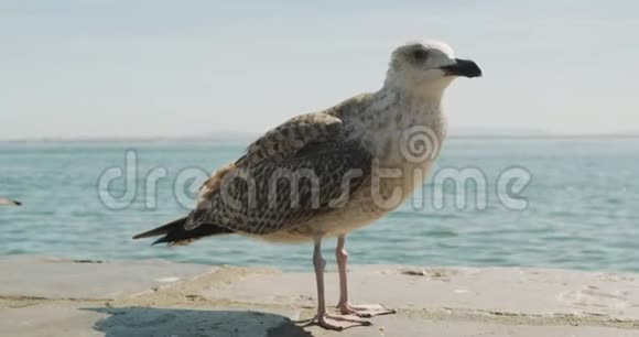 海鸥鸟站在海岸上特写视频的预览图