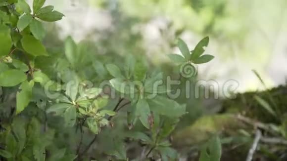 夏天在悬崖边上的一片森林里一棵有苔藓背景的小树的树枝紧紧地视频的预览图