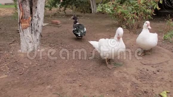 家养的白鸭刷刷洗羽毛和羽毛家禽养殖场的鸟村里的秋天视频的预览图