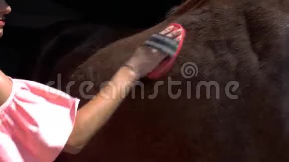 年轻的女孩戴着骑马头盔用特殊的刷子梳着她棕色的年轻漂亮的马4k4k视频视频的预览图