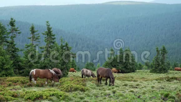 马和牛在山区的牧场上放牧杰塞尼基山脉普拉达Ad视频的预览图