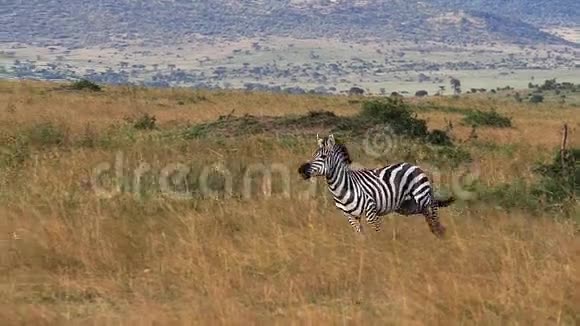 格兰特斑马马库斯波切里波米成人穿越肯尼亚马塞马拉公园萨凡纳视频的预览图