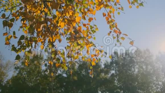 桦枝秋叶黄视频的预览图